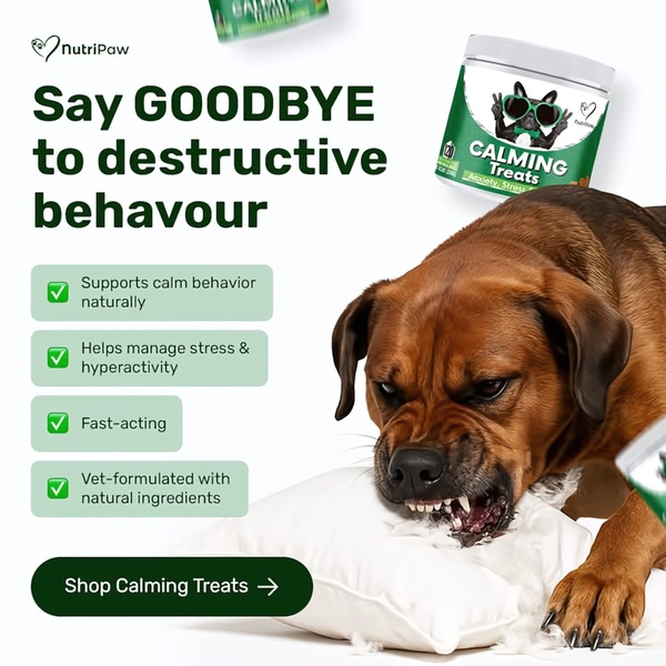 A 1:1 ratio ad creative that uses a high-contrast 'destructive pet' visual to hook users, followed by a bulleted list of functional product benefits.